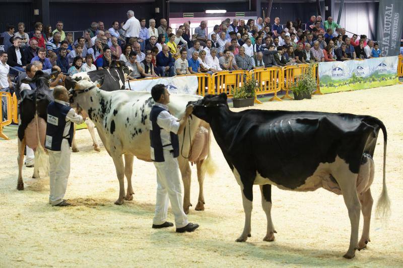 Las reses de la explotación gozoniega arrasa en el concurso de frisonas y la vaca 'Koketa' revalida el título del pasado año.