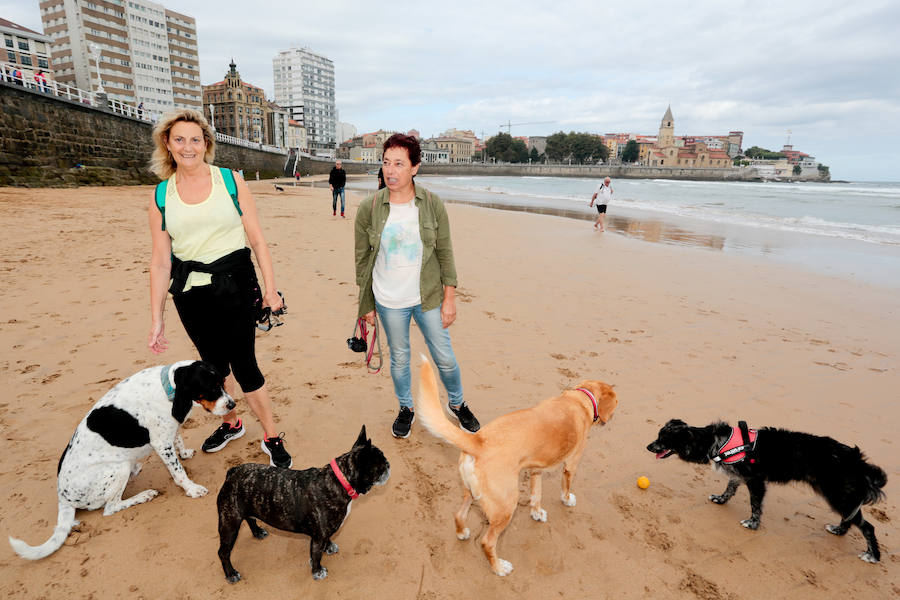 El arenal gijonés de San Lorenzo vuelve a estar disponible para los perros. Hasta el próximo 1 de mayo, podrán disfrutar de las aguas y de la arena entre las escaleras 2 y 8. 