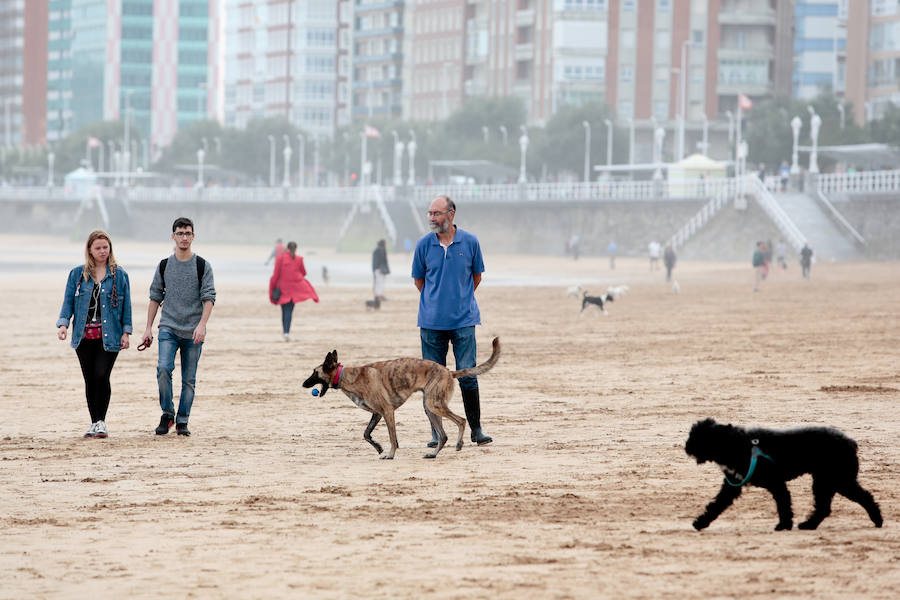 El arenal gijonés de San Lorenzo vuelve a estar disponible para los perros. Hasta el próximo 1 de mayo, podrán disfrutar de las aguas y de la arena entre las escaleras 2 y 8. 