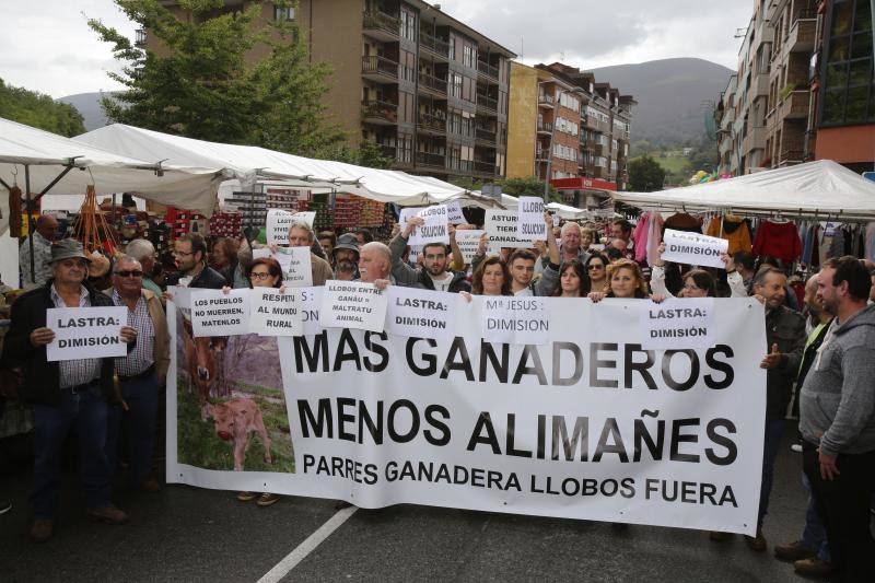 Ganaderos del centro y Oriente de Asturias se han manifestado en Infiesto, donde se celebraba el Festival de la Avellana, contra la expansión del lobo. El colectivo ha pedido la dimisión de los consejeros de Medio Ambiente y Medio Rural, Fernando Lastra y María Jesús Álvarez. 