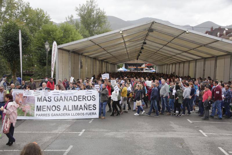 Ganaderos del centro y Oriente de Asturias se han manifestado en Infiesto, donde se celebraba el Festival de la Avellana, contra la expansión del lobo. El colectivo ha pedido la dimisión de los consejeros de Medio Ambiente y Medio Rural, Fernando Lastra y María Jesús Álvarez. 