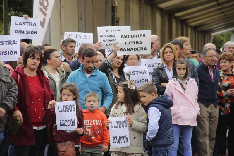 Ganaderos del centro y Oriente de Asturias se han manifestado en Infiesto, donde se celebraba el Festival de la Avellana, contra la expansión del lobo. El colectivo ha pedido la dimisión de los consejeros de Medio Ambiente y Medio Rural, Fernando Lastra y María Jesús Álvarez. 