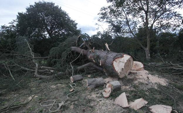 El hombre se encontraba cortando el árbol en la localidad de Moreo de Arriba.
