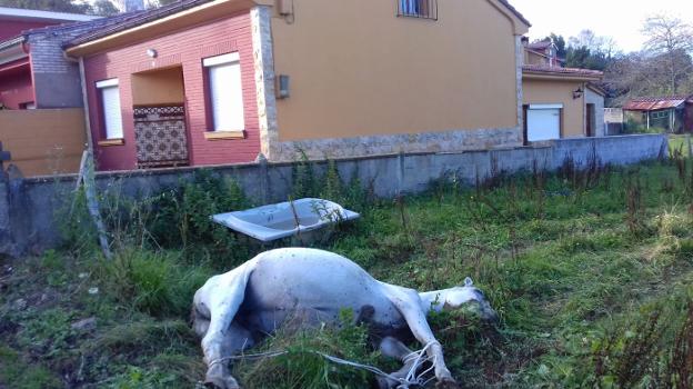 Un caballo lleva cinco días muerto en un prau de El Cuto