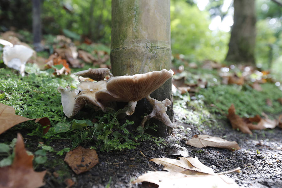Ha llegado para quedarse... hasta diciembre, y ofrecernos unas espectaculares imágenes monocolor. Rincones bucólicos más propios de sueños de que despertares. Melancolía asturiana en verde y ocre.