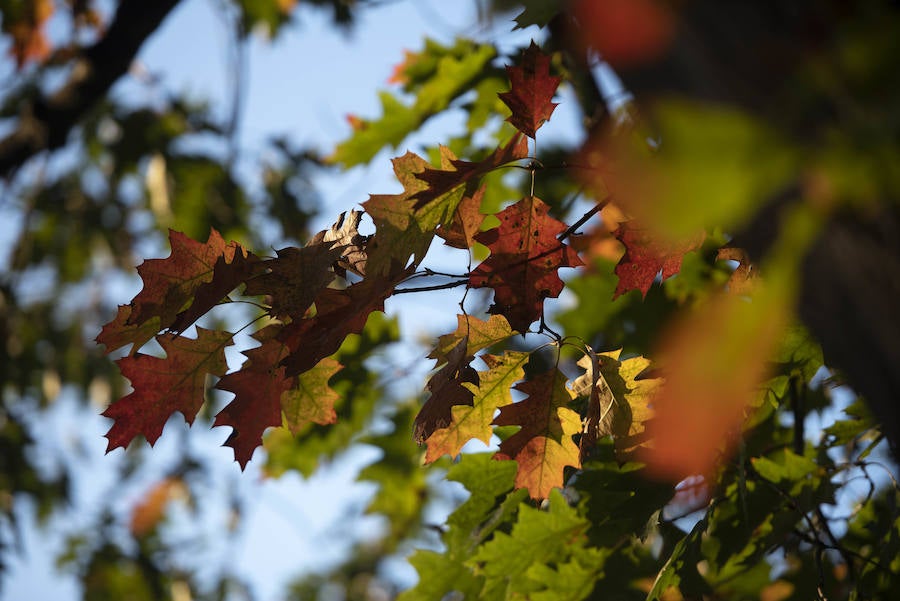 Ha llegado para quedarse... hasta diciembre, y ofrecernos unas espectaculares imágenes monocolor. Rincones bucólicos más propios de sueños de que despertares. Melancolía asturiana en verde y ocre.