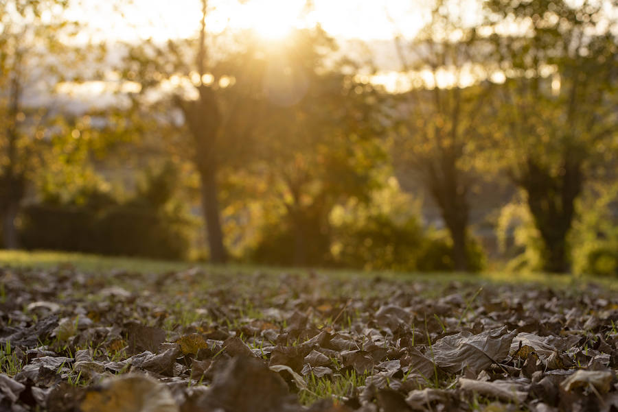 Ha llegado para quedarse... hasta diciembre, y ofrecernos unas espectaculares imágenes monocolor. Rincones bucólicos más propios de sueños de que despertares. Melancolía asturiana en verde y ocre.