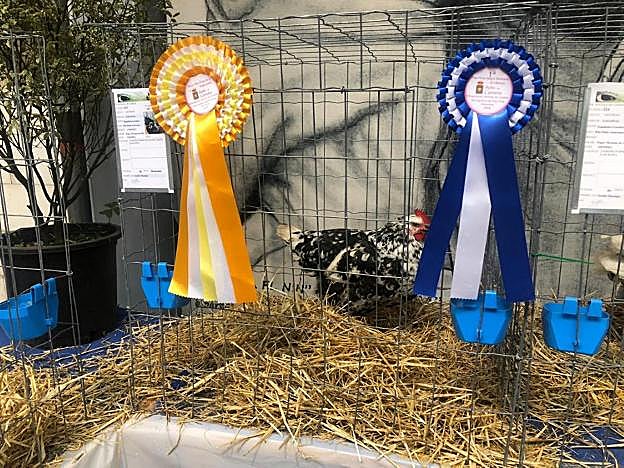 La pita pinta ganadora en el certamen monográfico celebrado en Candás. 