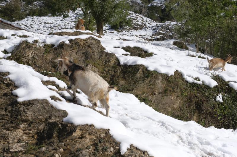 La nieve cubrió la carretera de acceso a la localidad de Cabrales desde las ocho de la tarde del lunes y las máquinas no pudieron trabajar en la zona hasta el martes