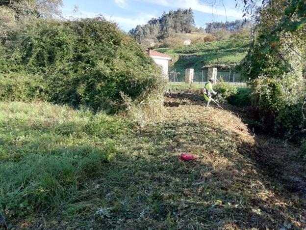 Los operarios de Tragsa eliminaron todas las malas hierbas. 