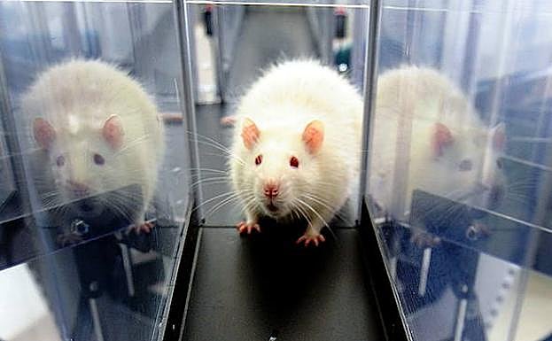 El Gobierno actualiza la norma de protección de animales usados en experimentos