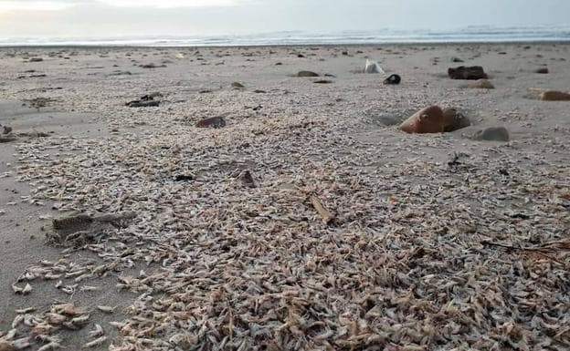 Aparecen millones de crustáceos en la playa de Xagó