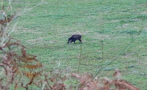 El jabalí, en un prado de La Lleda, en la periferia de Avilés. 