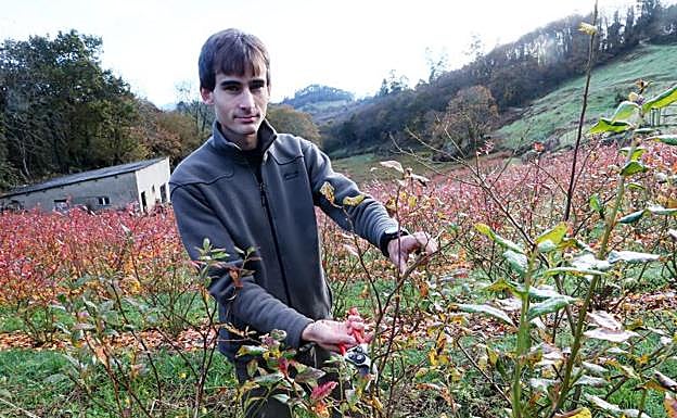 Rodrigo Llera cuida la planta del arándano en Nava. 