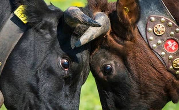 Suiza decide en referéndum sobre el descuerno de vacas y cabras de establo