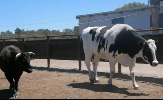 Así es Knickers, la vaca gigante que se salvó del matadero