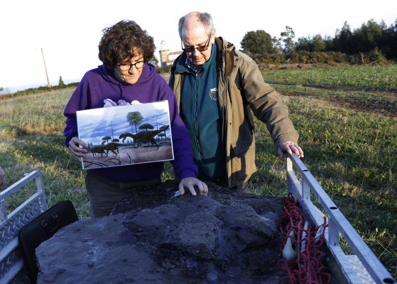 El equipo científico del Museo del Jurásico de Asturias (MUJA) ha recuperado hoy una huella de terópodo, un dinosaurio bípedo y carnívoro, de los acantilados de Tazones, en Villaviciosa, con la ayuda del helicóptero de Bomberos del Servicio de Emergencias del Principado de Asturias (SEPA)