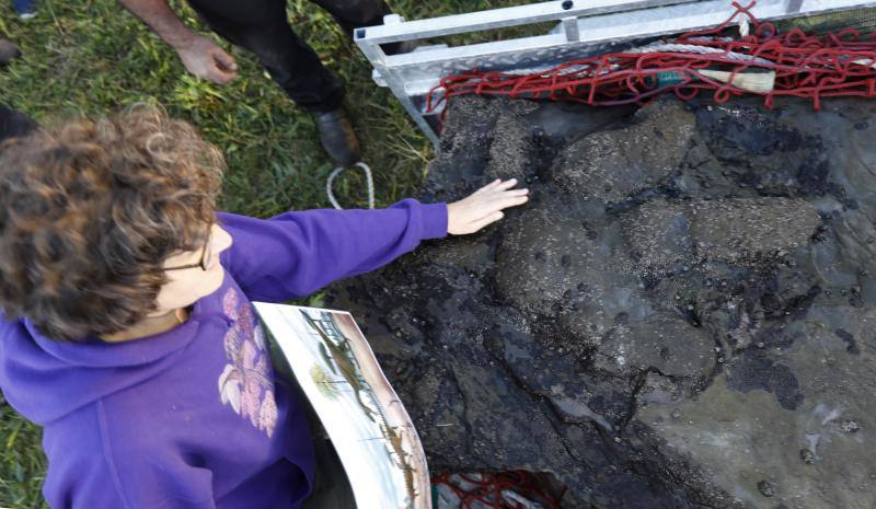 El equipo científico del Museo del Jurásico de Asturias (MUJA) ha recuperado hoy una huella de terópodo, un dinosaurio bípedo y carnívoro, de los acantilados de Tazones, en Villaviciosa, con la ayuda del helicóptero de Bomberos del Servicio de Emergencias del Principado de Asturias (SEPA)