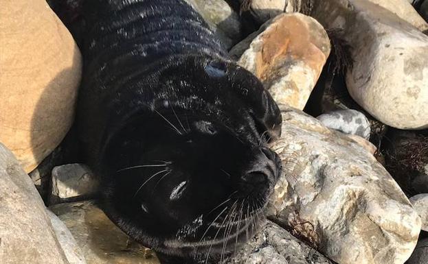 La foca, esta mañana en el pedrero de Tazones.