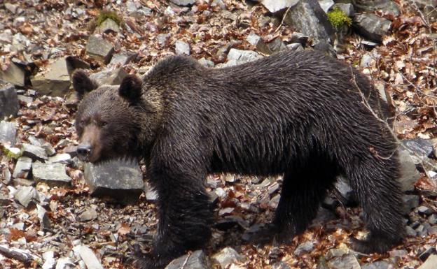 Ejemplar de oso pardo.