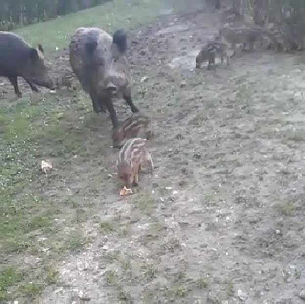 Un gupo de jabalíes en una de sus visitas a San Lázaro. 