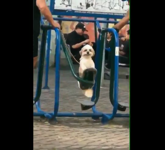 Vídeo: La felicidad de este perrito ha cautivado las redes sociales