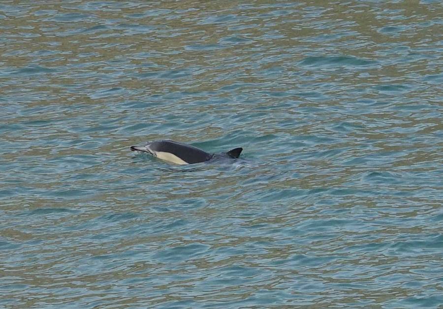 Un delfín nadaba a unos quince metros de la arena de la playa de El Sablón, esta mañana, despertando la curiosidad de muchos.