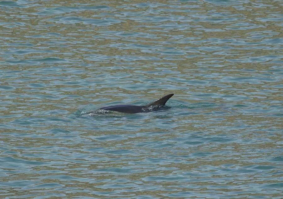 Un delfín nadaba a unos quince metros de la arena de la playa de El Sablón, esta mañana, despertando la curiosidad de muchos.