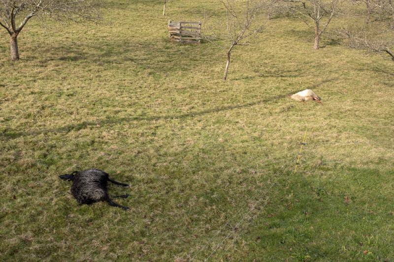Un nuevo ataque del lobo ha sacudido, esta vez, a una pequeña ganadería piloñesa. A escasos metros de la localidad de Lozana, Loli Bermúdez y Víctor Molina comprobaban desolados esta mañana cómo los cánidos habían acabado con seis ovejas. Esta familia lleva más de dos décadas participando con algunos de sus animales en la tradicional cabalgata de Reyes de Gijón.