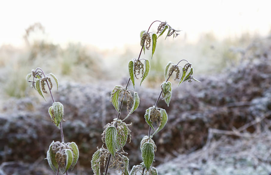 as temperaturas bajo cero con las que la región lleva días amaneciendo muestran estampas sorprendentes que compensan la sensación de frío. 