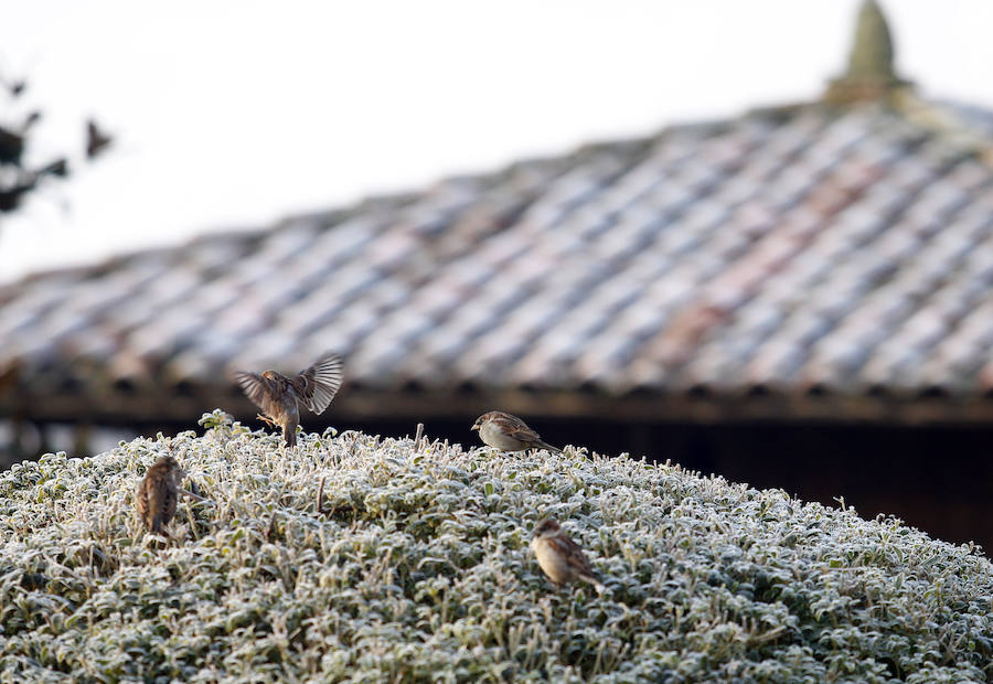 Las temperaturas bajo cero con las que la región lleva días amaneciendo muestran estampas sorprendentes que compensan la sensación de frío. 