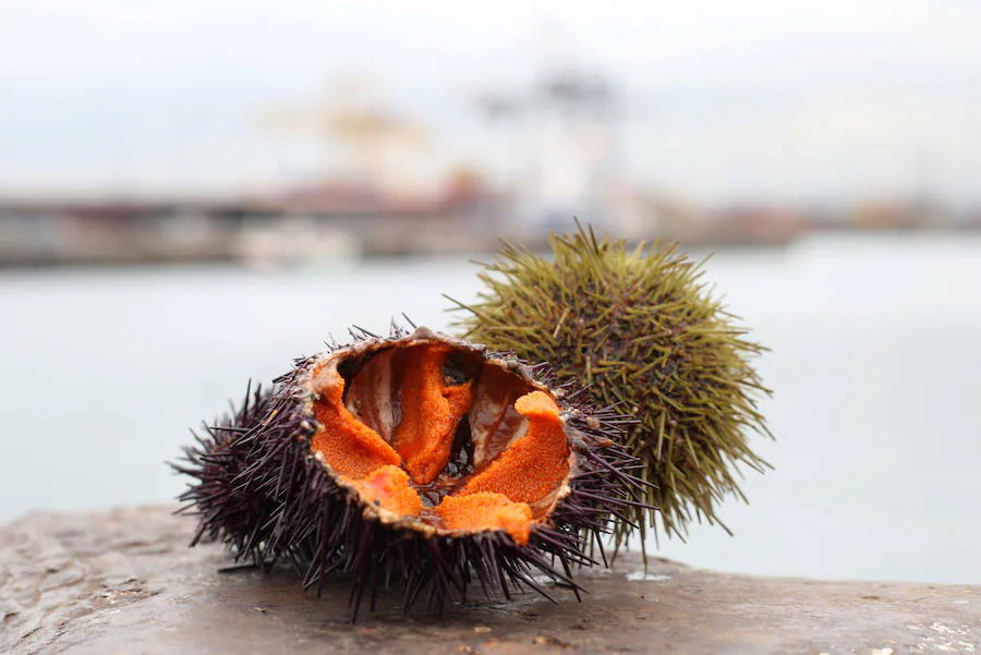 Los erizos de mar son un manjar muy consumido en Asturias y que puede degustar tanto crudos como ligeramente cocidos.