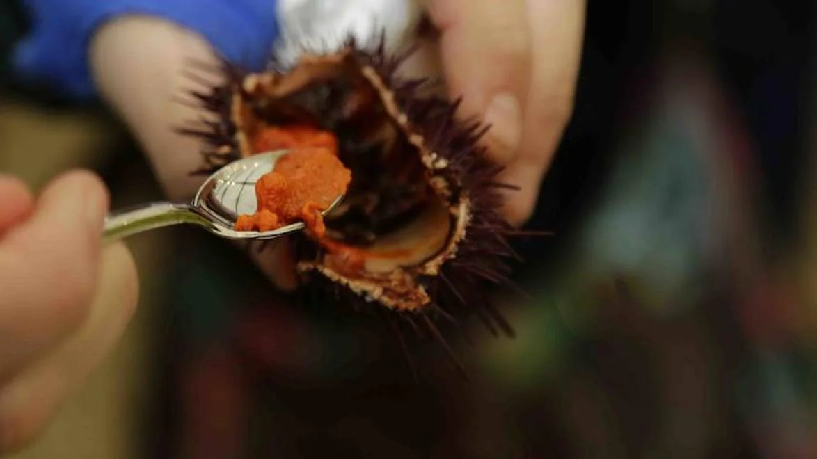 Los erizos de mar son un manjar muy consumido en Asturias y que puede degustar tanto crudos como ligeramente cocidos.