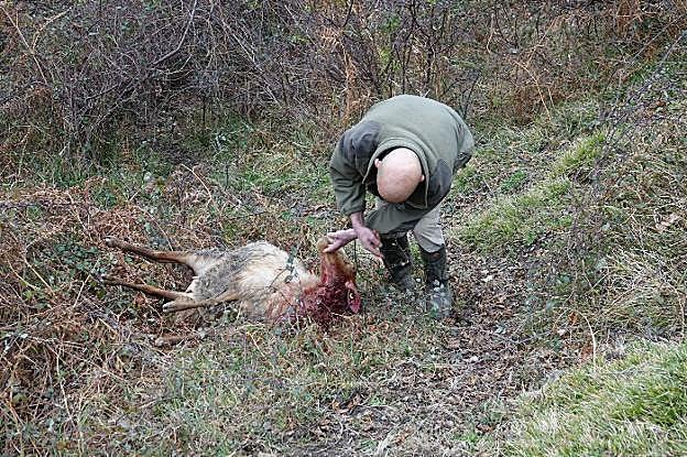 José Ramón González junto a la oveja atacada el sábado junto a la carretera a los Lagos. 