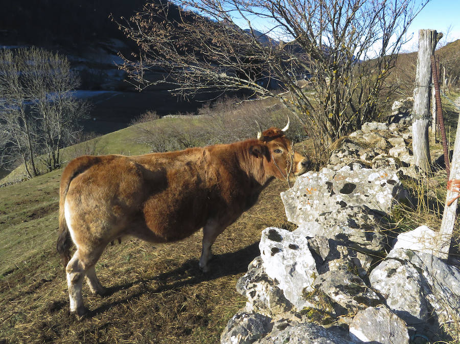 Las bajas temperaturas han propiciado heladas en la ruta de Valle del Lago, en el Parque Natural de Somiedo.