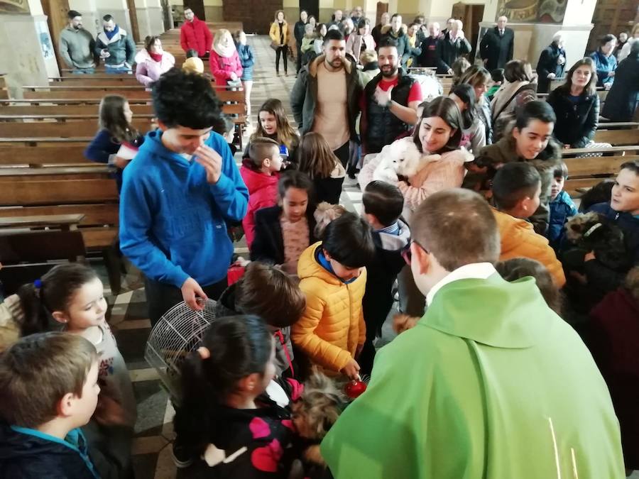 Fotos: Llaranes, La Magdalena y la ermita de Taborneda bendicen animales domésticos por San Antón