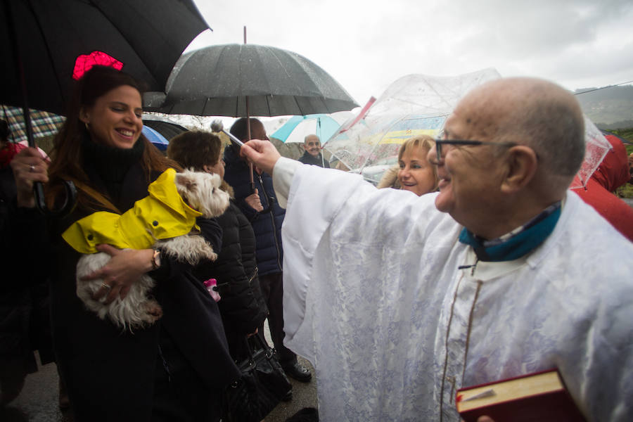 Fotos: Llaranes, La Magdalena y la ermita de Taborneda bendicen animales domésticos por San Antón