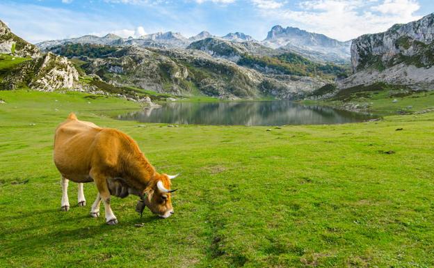 Una vaca de las que habitualmente se ordeñan para elaborar el queso de Gamonéu pasta junto al lago de la Ercina, en el Parque Nacional de los Picos de Europa.