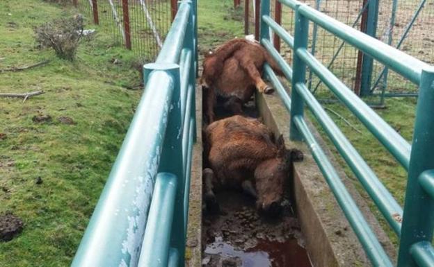 Investigan la brutal muerte a golpes de cuatro caballos en Galicia