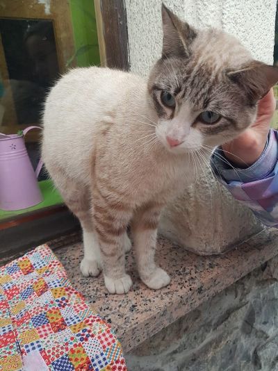 Se busca a los dueños de un pequeño gato rescatado en Trubia