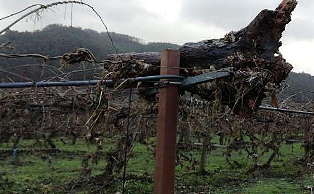 La cosecha de kiwi, en jaque