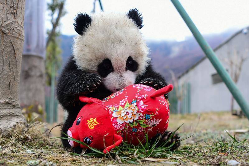 La Reserva Natural Nacional Wolong en Wenchuan, provincia de Sichuan, al suroeste de China, ha presentado a once cachorros de panda nacidos en 2018 para conmemorar el próximo Año Nuevo Lunar del Cerdo que comienza el 5 de febrero. Los peluches en forma de cerditos hicieron las delicias de los pequeños animales