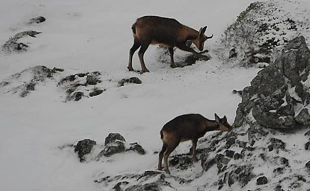Los rebecos, en el Parque de Somiedo. 