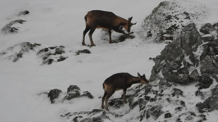 Las intensas nevadas que está dejando la borrasca 'Helena' a su paso por Asturias está complicando mucho la circulación por carretera, en especial, en los puertos de montaña. De hecho, se ha llegado a restringir el paso de camiones por Pajares y el Huerna y varios altos se han cerrado a todo tipo de vehículos. La nieve ha llegado incluso a la capital asturiana, que ha amanecido bajo un manto blanco. En otros puntos de la región, como Gijón, ha sido el granizo lo que ha cubierto de blanco las calles.