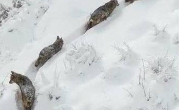 Ni Posada de Valdeón ni la montaña asturiana, los lobos en la niebla fueron  grabados en Italia | El Comercio: Diario de Asturias