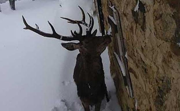 Un venado, visitante ilustre de Prioro, en León