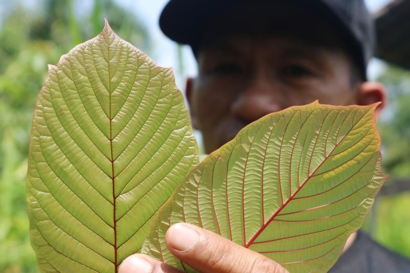 Indonesia se ha convirtido en la capital de exportación del kratom, un arbusto al que sus defensores atribuyen múltiples beneficios. Sus detractores, en cambio, advierten de que incrementa el riesgo de adicción, de abuso y dependencia. Su consumo se ha extendido por más de treinta países y preocupa sobre todo en Estados Unidos, Canadá y Europa.