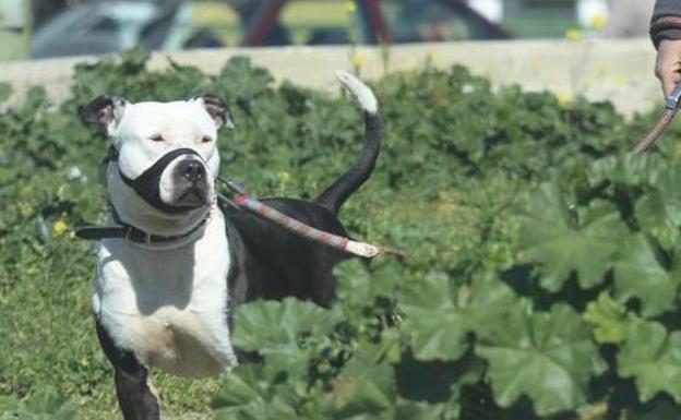 Detenidos un tío y un sobrino por atracar a jóvenes usando perros de raza peligrosa en Madrid