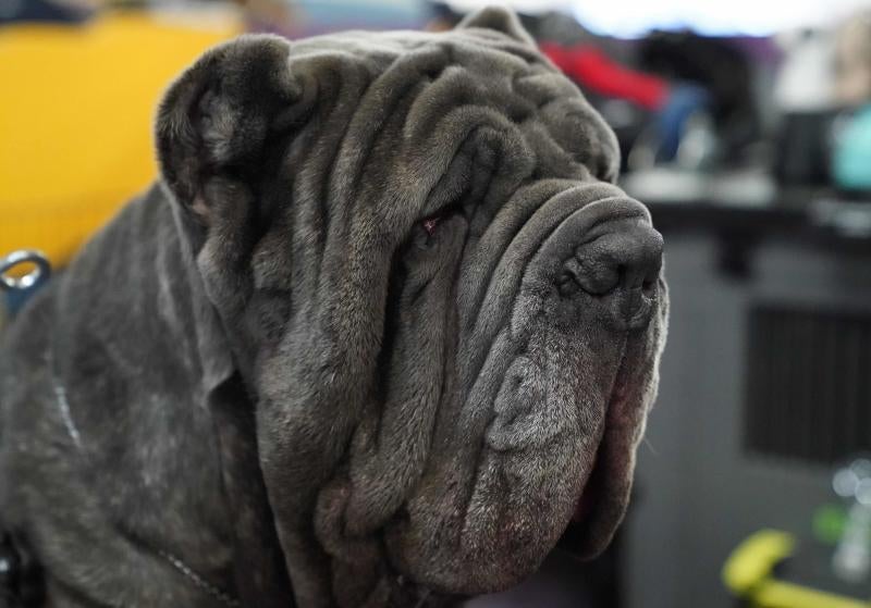 El Westminster Kennel Club, el certamen más antiguo de perros de pura raza de Estados Unidos, llega a su 143 edición con un su habitual alarde de elegancia y belleza entre los participantes. 