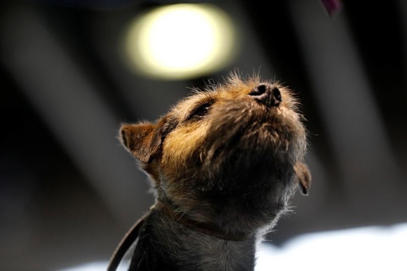 El Westminster Kennel Club, el certamen más antiguo de perros de pura raza de Estados Unidos, llega a su 143 edición con un su habitual alarde de elegancia y belleza entre los participantes. 